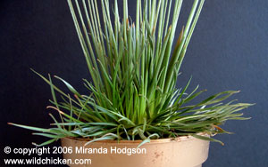 Syngonanthus chrysanthus 'Mikado' foliage