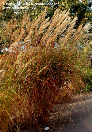 Miscanthus sinensis 'Silberfeder'