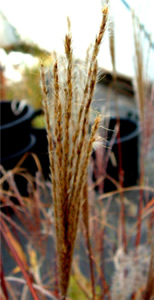 Miscanthus sinensis 'Silberfeder' - close-up