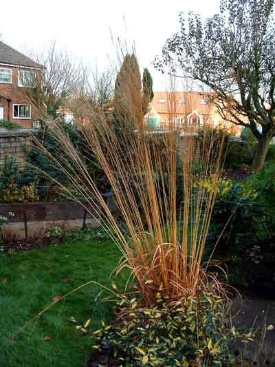 Molinia caerulea aruninacea