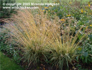 Molinia caerulea subsp. caerulea 'Variegata'