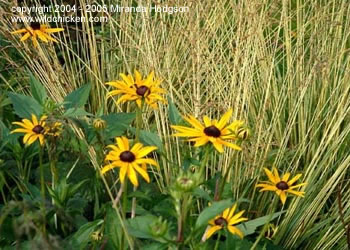 Molinia caerulea Variegata and Rudbeckia fulgida var. sullivantii Goldsturm'