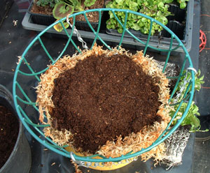 Second layer of compost