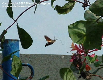 hummingbird hawk moth