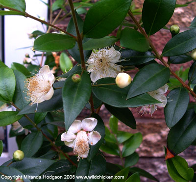 Myrtus communis