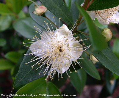 myrtus_communis_flower.jpg