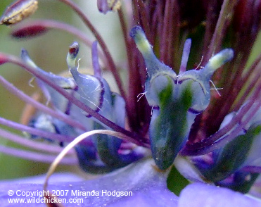 Nigella hispanica petals