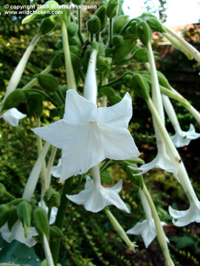 Nicotiana sylvestris