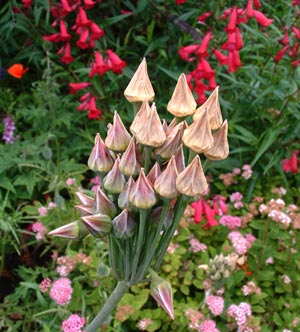 Nectaroscordum siculum seed heads