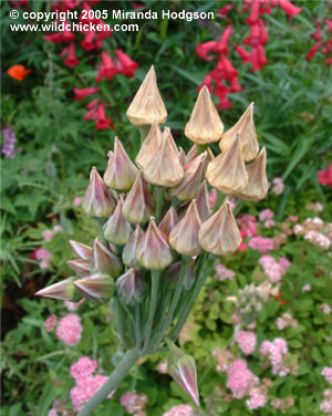 Nectaroscordum siculum