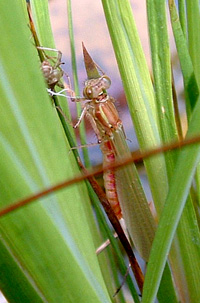 Newly hatched damselfly