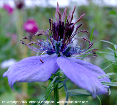 Nigella hispanica