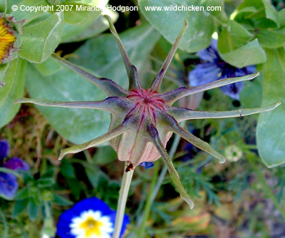 Nigella hispanica seed pod