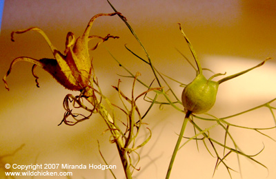 Nigella seed pods