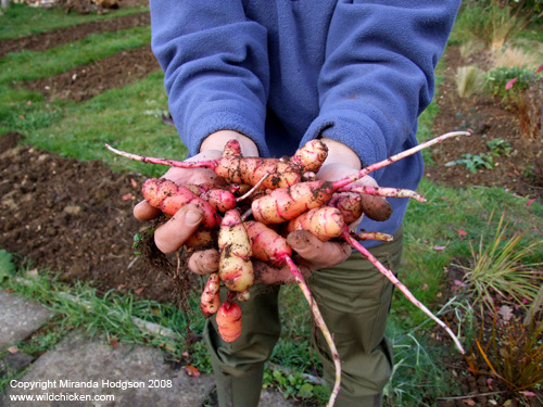 Oca - Oxalis tuberosa - tubers after harvest