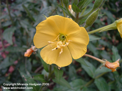 Oenothera biennis