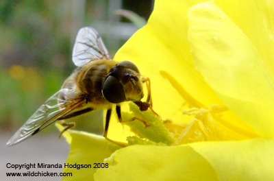 Oenothera biennis with hoverfly eating pollen