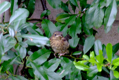 One day fledged robin