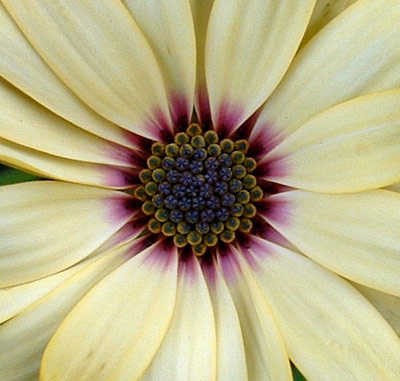 Osteospermum centre