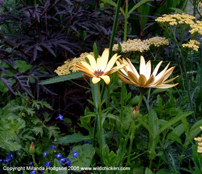 Osteospermum with elder