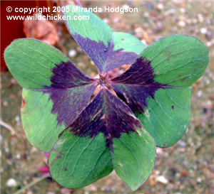 Oxalis tetraphylla - foliage