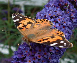 Painted lady on Buddleja