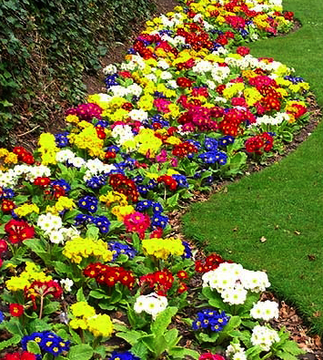 Park flowers