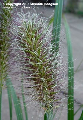 Pennisetum_alopecuroides_Hameln_close-up