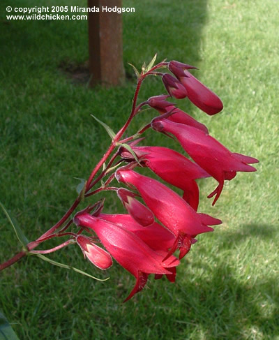 Penstemon 'Garnet'