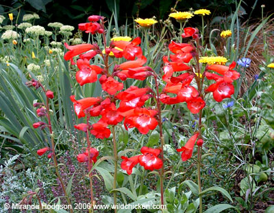 Penstemon 'Rubicundus'