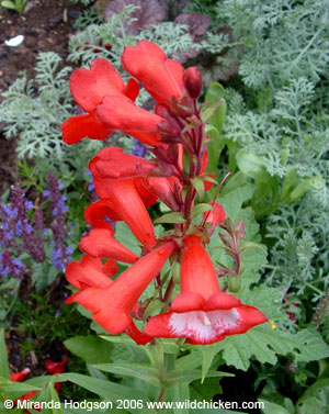 Penstemon 'Rubicundus'