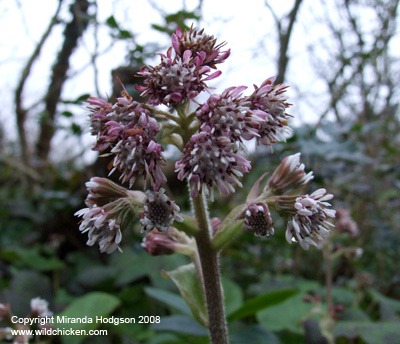 Petasites fragrans flower