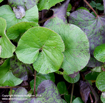 Petasites fragrans leaves