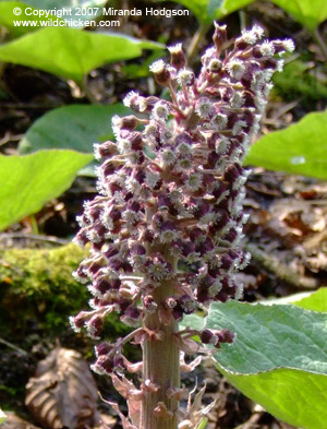 Petasites hybridus flower