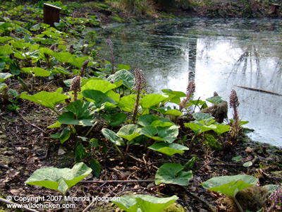 Petasites hybridus by a pond