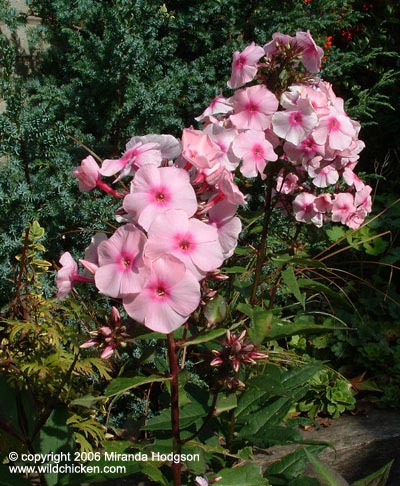 Phlox paniculata