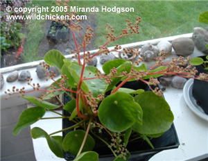 Pilea peperomioides in flower