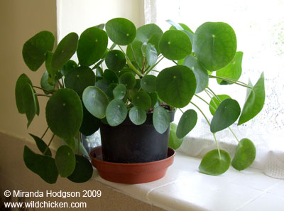 Pilea peperomioides