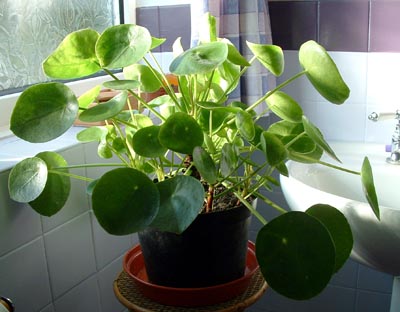 pilea peperomioides