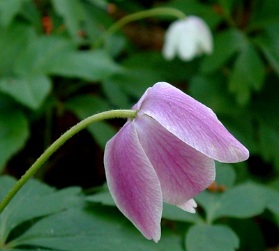 Pink woodland anemone