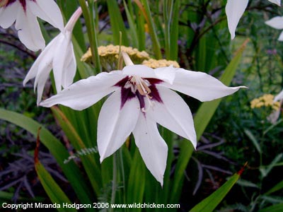 Gladiolus murielae