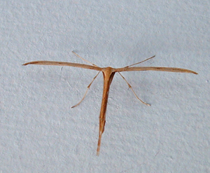 Plume moth