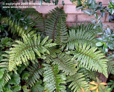 Polystichum polyblepharum