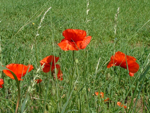 Poppies