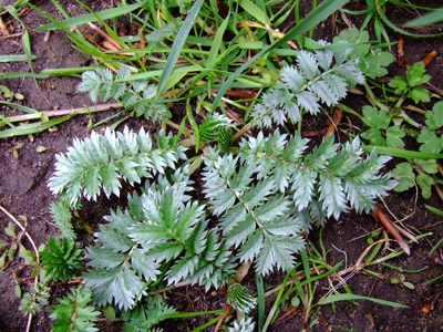 Silverweed