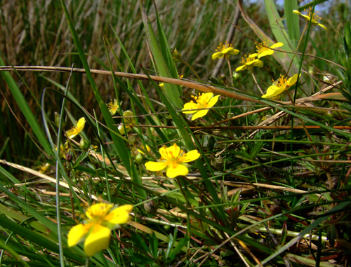 Tormentil / Potentilla erecta