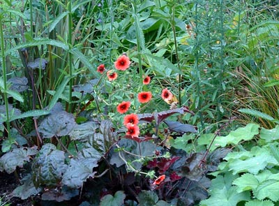 Potentilla nepalensis Melton Fire