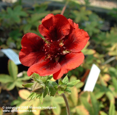 Potentilla thunberi 'Monarch's Velvet'