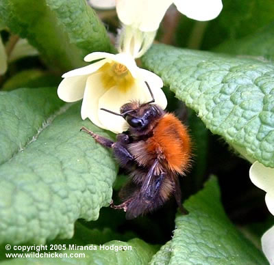 Primula vulgaris