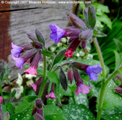 Pulmonaria officinalis